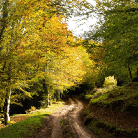 selva de irati verano|Guía: Mejor época para visitar la Selva de Irati